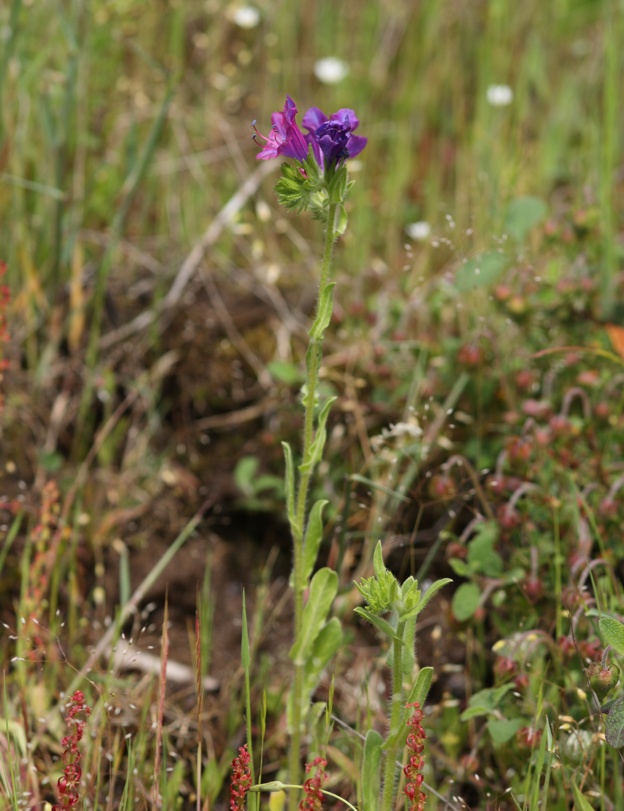 Campanula glomerata? no, Echium plantagineum